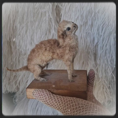 Antique Mounted two-headed Taxidermy Kitten