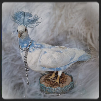 Old Vintage Taxidermy Pigeon Dove Mounted