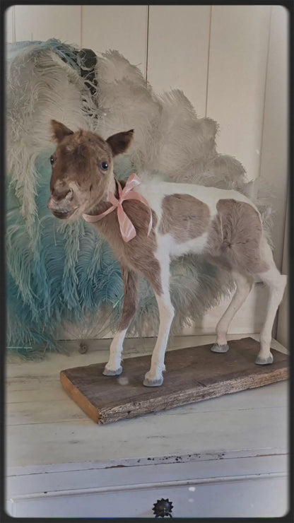 Antique Taxidermy Mounted Small Foal – A Unique Collector’s Piece
