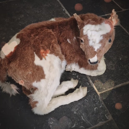 Antique Taxidermy Calf